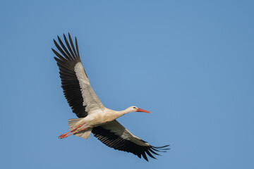 Obraz premium White stork (ciconia ciconia) in flight against blue sky at afternoon time
