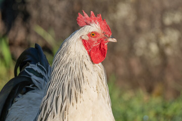 Naklejka premium Rooster stands in field in morning light with beautiful shiny plumage