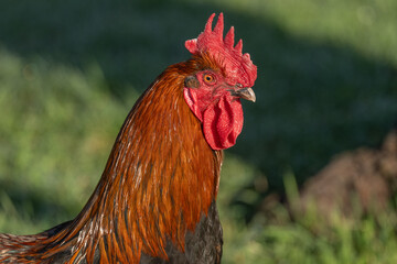 Rooster stands in field in morning light with beautiful shiny plumage