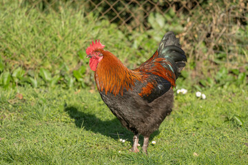 Fototapeta premium Rooster stands in field in morning light with beautiful shiny plumage