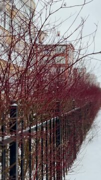 Thick, red, tall branches of a leafless shrub called White Deren grow along the iron fence of an apartment building. It's winter time. A shrub from the dogwood family. It's snowing a little. Winter ti