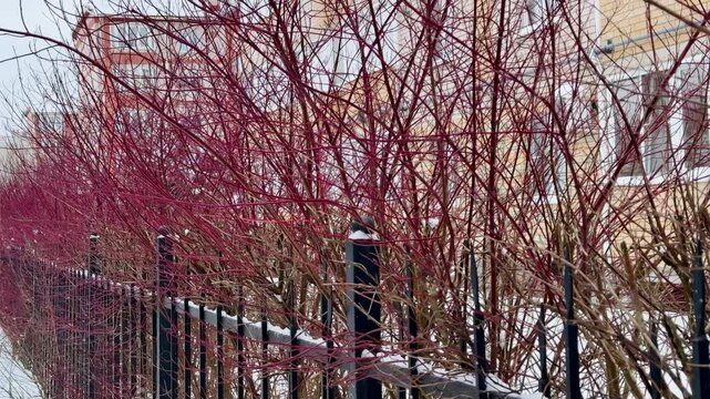 Thick, red, tall branches of a leafless shrub called White Deren grow along the iron fence of an apartment building. It's winter time. A shrub from the dogwood family. It's snowing a little. Winter ti
