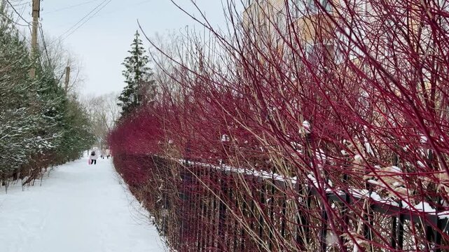 Thick, red, tall branches of a leafless shrub called White Deren grow along the iron fence of an apartment building. It's winter time. A shrub from the dogwood family. It's snowing a little. Winter ti