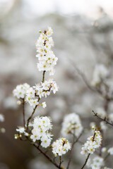 Obraz premium Delicate white spring blossoms blooming on tree branches with soft bokeh background - springtime and seasonal nature concept