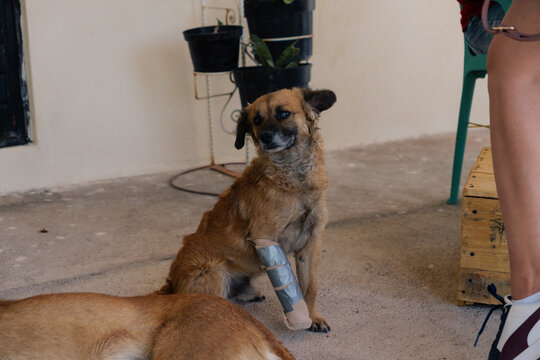 Mixed breed dog with bandaged paw in yard