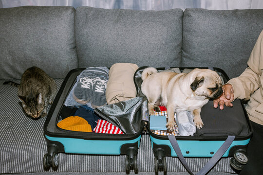 A pug climbed into an open suitcase