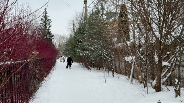 Woman walking snowy path with bushes, carrying bag, bundled coat and hat, gentle snowfall, red twig hedgerow, pine trees.