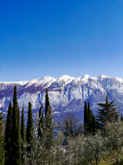 Fototapeta premium View of snow-covered Monte Baldo. Cypress trees and olive trees in the foreground. Taken in Musio, a district of Tremosine.