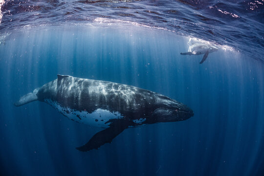 Calf and mother Humpback Whale