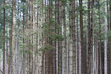 Fototapeta premium Tall conifer tree trunks in a woodland