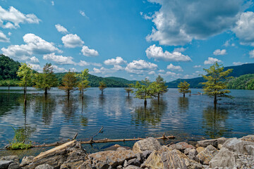Bald cypress trees submerged in a lake