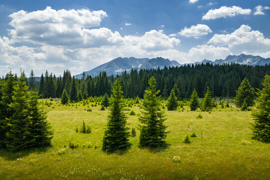 Mountains and Trees Under Clouds in a Sunny Landscape