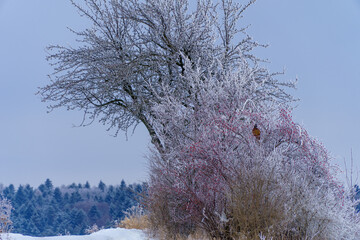 podkrakowskie zimowe widoki , jarzębina zmarznięta © rob