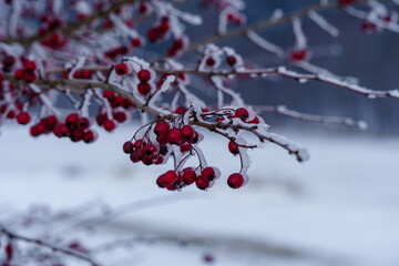 podkrakowskie zimowe widoki , jarzębina zmarznięta © rob