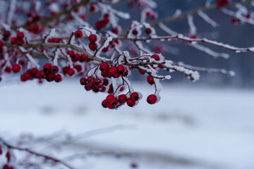podkrakowskie zimowe widoki , jarzębina zmarznięta © rob