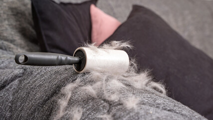 Fototapeta premium Adhesive lint roller with pet hair on sofa near black cushion. Concept of heavy pet shedding, furniture cleaning tool, household hygiene maintenance for controlling fur accumulation in living space