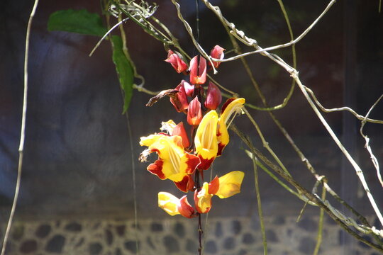 planta flor sapatinho de judia - Thunbergia mysorensis