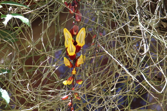 planta flor sapatinho de judia - Thunbergia mysorensis