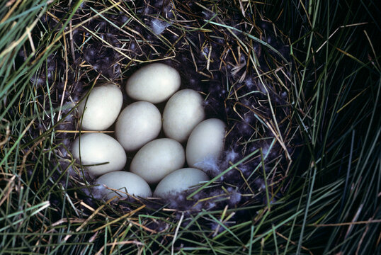 Mallard (Anas platyrhynchos) nest early spring prairies Canada film