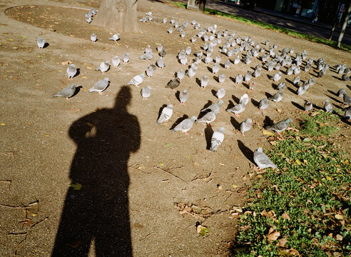 Shadow with Pigeons