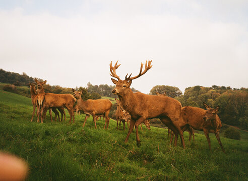 Deer on a winter's day