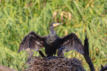 Fototapeta premium Cormorants Resting and Drying Wings