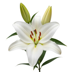 Fototapeta premium A beautiful white lily flower with green leaves and unopened buds on a white background.