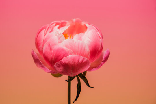 Pink flower blooming