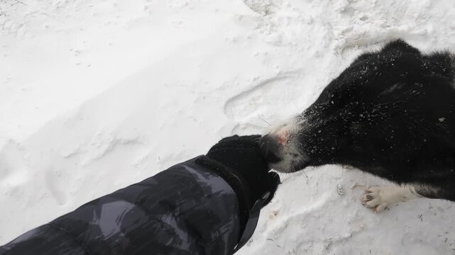 Dog weasel men hand in winter outdoors, slow motion