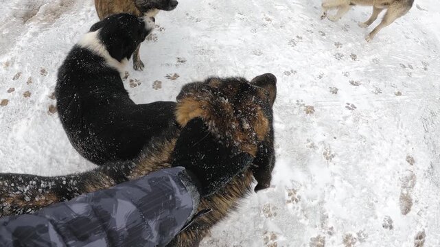 Man and anandoned froozen hungry dog hugging and playing outdoor on winter snow cold weather. Lifestyle friendship concept, slow motion