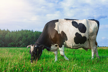 Dairy cow grazing on green pasture in rural farmland landscape.