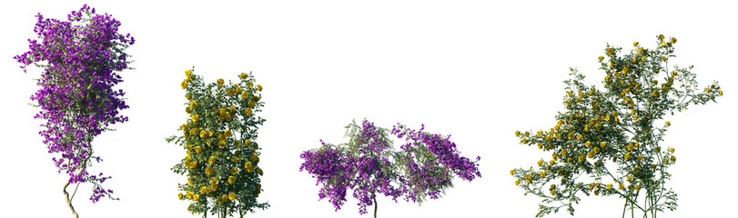 Obraz premium Set of Bougainvillea glabra and Rosa setigera blossoming frontal isolated png on a transparent background perfectly cutout 