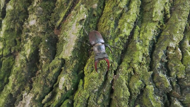 Impressive with its enlarged mandibles a Greater Stag Beetle (Lucanus cervus) crawling down rough, weathered bark of ancient oak trunk tree covered with green moss, closeup