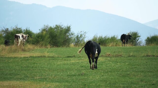 Caw walk mountain pasture meadow