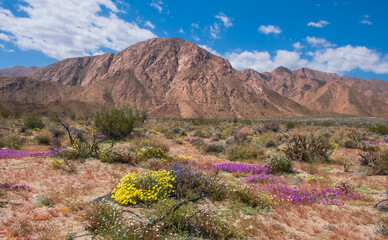 Spring Bloom at Borrego Desert State Park