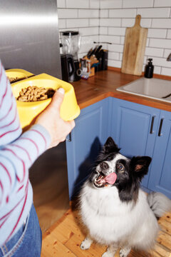 Eager dog awaits its meal