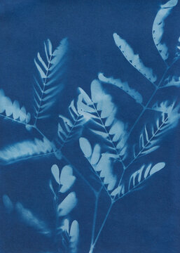 Cyanotype print of acacia leaves