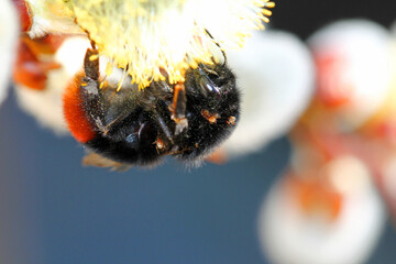 stone bumblebee with mites on Willow catkins