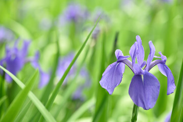 大田の澤のかきつばた群落(京都市北区)