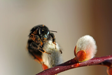 stone bumblebee with mites on Willow catkins