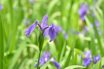 大田の澤のかきつばた群落(京都市北区)