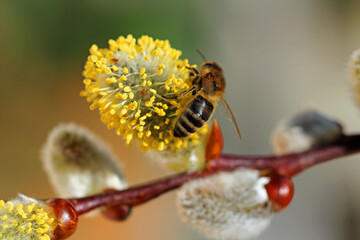  western honey bee on Willow catkins