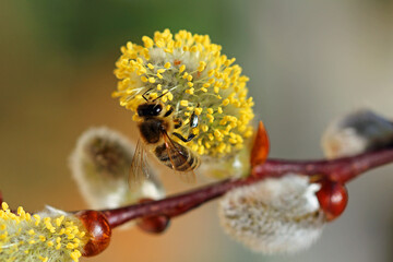  western honey bee on Willow catkins