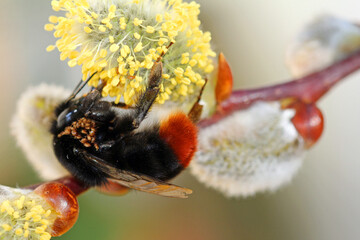 stone bumblebee with mites on Willow catkins