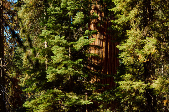 Sequoia trees