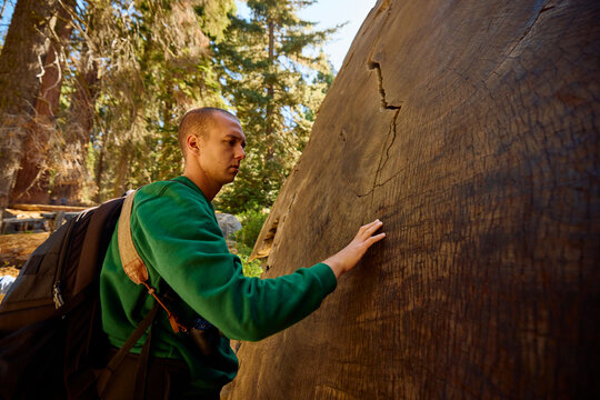 Man touches a fallen sequoia tree