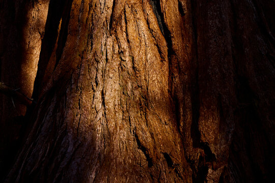 Layers of redwood tree bark