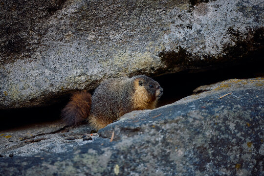 Large marmot among the rocks