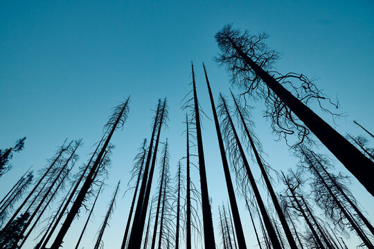 Upright trees of dried sequoias
