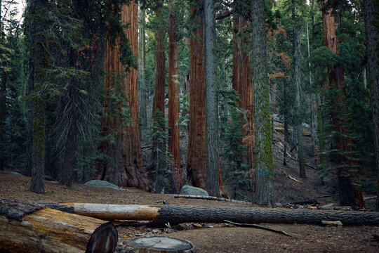 Majestic sequoias 